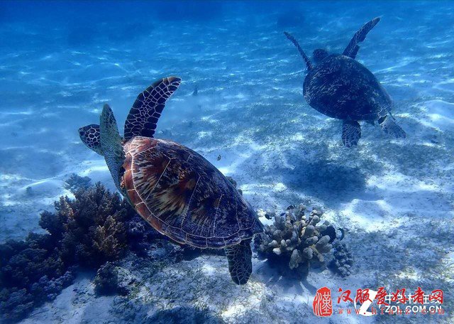 女神亲传技巧！怎么玩转深海水下摄影 