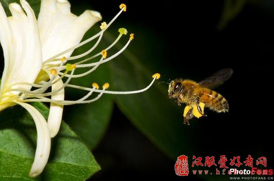 探秘虫虫总动员 微距昆虫摄影技巧