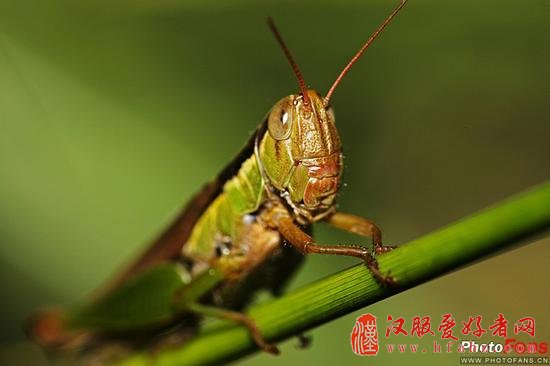 探秘虫虫总动员 微距昆虫摄影技巧