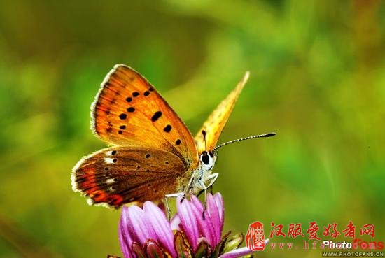 探秘虫虫总动员 微距昆虫摄影技巧