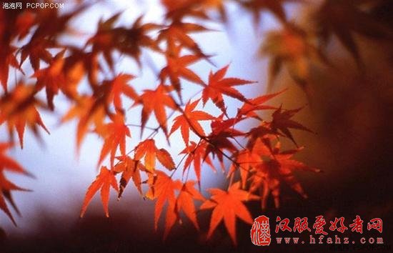 怎么拍去哪拍 秋叶拍摄技巧与景点推荐