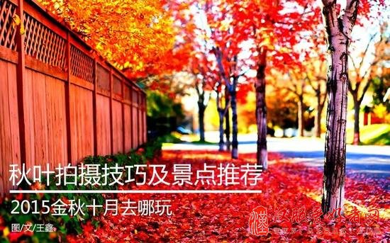 怎么拍去哪拍 秋叶拍摄技巧与景点推荐