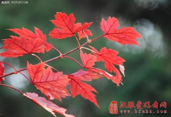怎么拍去哪拍 秋叶拍摄技巧与景点推荐