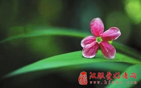 花海拍照有技巧 成都专业摄影人士教你拍出赏花大片