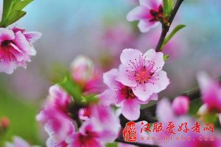 花海拍照有技巧 成都专业摄影人士教你拍出赏花大片
