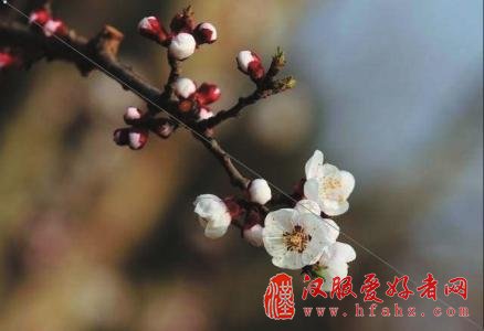 花海拍照有技巧 成都专业摄影人士教你拍出赏花大片
