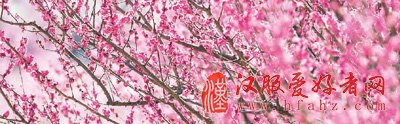南京梅花山：踏春赏梅正当时