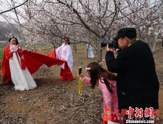 河南新密万亩野杏花怒放 古装爱好者盛装宣传传统文化(组图