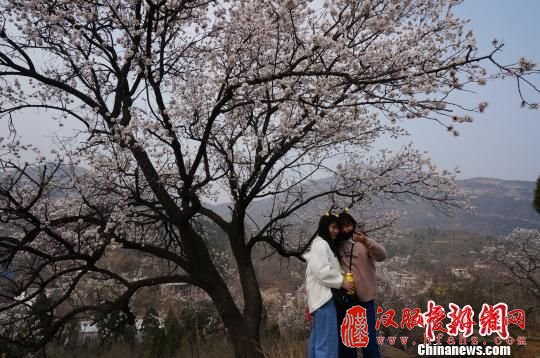 河南新密万亩野杏花怒放 古装爱好者盛装宣传传统文化(组图