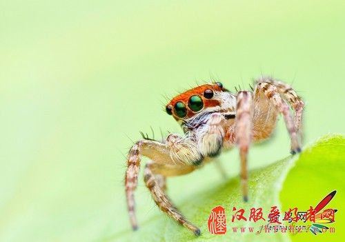 微距拍昆虫