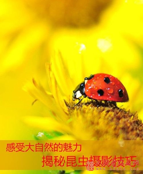 感受大自然的魅力 揭秘昆虫摄影技巧