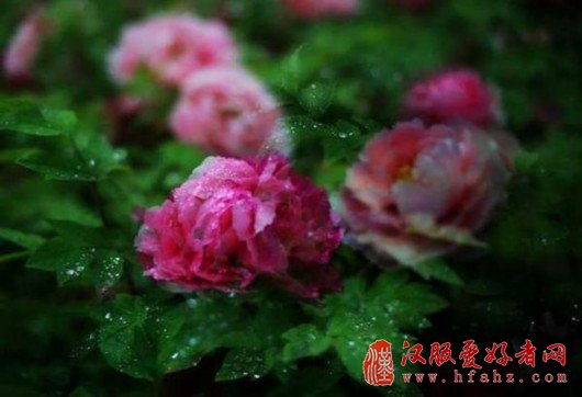 洛阳龙门东山牡丹花开成海