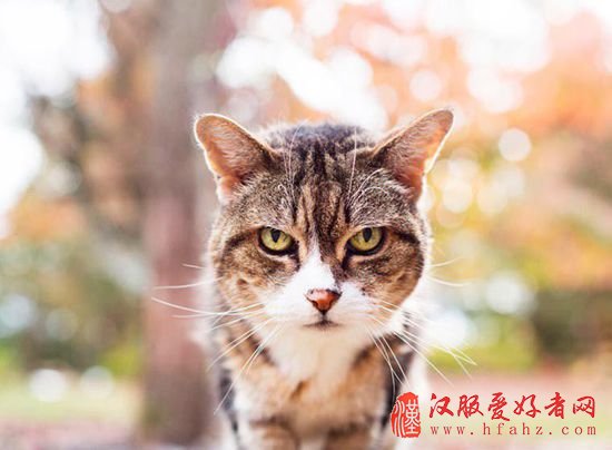 高能PS达人 普通照片一秒变身电影海报