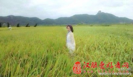 林心如晒麦田古装照 网友:收稻子去么(组图)