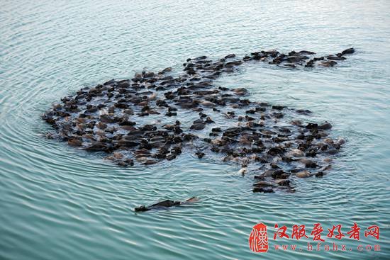 4月28日相约蓬安 观“百牛渡江” 赏“高空特技”