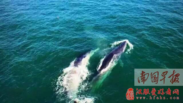 4月27日焦点图:北海拟划定保护区打造"鲸鱼之乡"