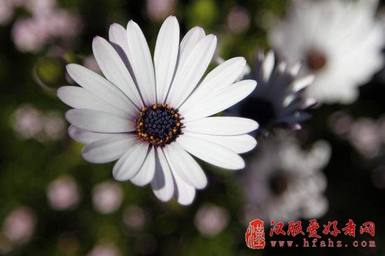 让你的花卉摄影散发光彩的15个技巧