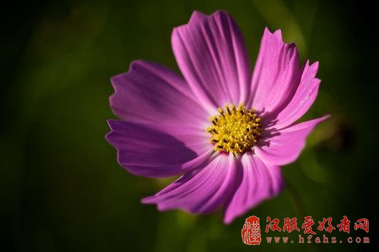 让你的花卉摄影散发光彩的15个技巧
