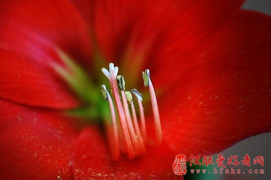 让你的花卉摄影散发光彩的15个技巧