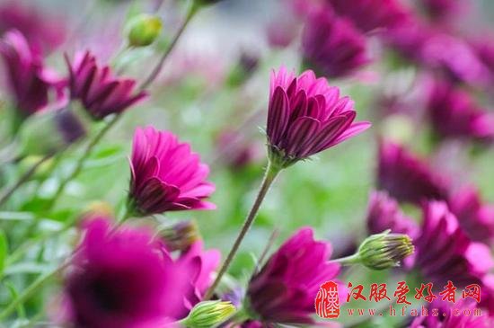 让你的花卉摄影散发光彩的15个技巧