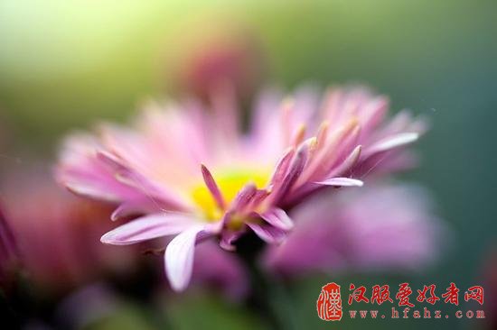 让你的花卉摄影散发光彩的15个技巧