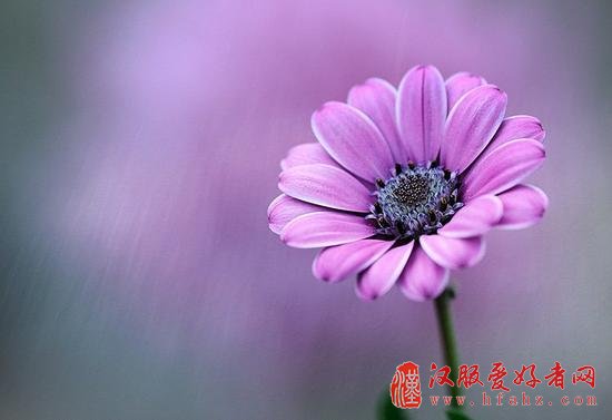 让你的花卉摄影散发光彩的15个技巧