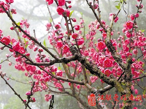 南宁青秀山邀您登上桃花岛 享汉服表演(组图)