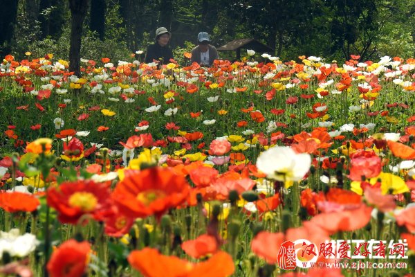 千人穿汉服共庆百花生日2018中国杭州·西溪花朝节惊艳亮相