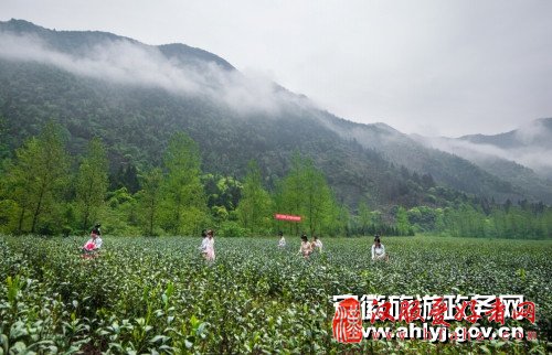 汉服茶仙子相约石台富硒生态茶园演绎古法采摘